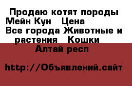 Продаю котят породы Мейн Кун › Цена ­ 12 000 - Все города Животные и растения » Кошки   . Алтай респ.